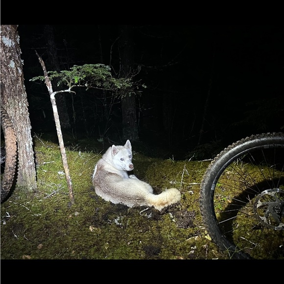 Meet your Posher, Cole - Picture 2 of 2